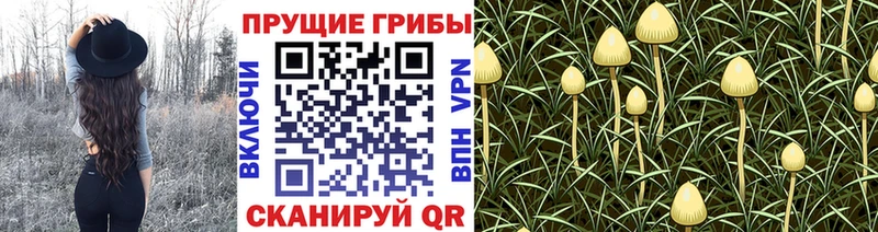 Галлюциногенные грибы Cubensis Вельск